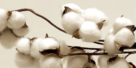 コットン　実から弾けて出てきた白い綿