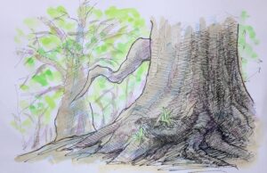 マキノロランが描いた明暗や陰影、立体感などを表すためのペンと淡彩による技法紹介の図。風景画初心者の学習向けに、樹木全体に黄土色と茶色と黒を塗る淡彩の方法を紹介している。