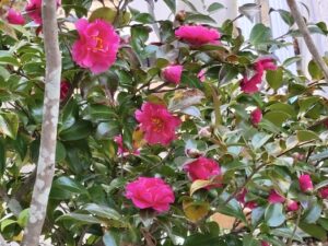 多くの家庭で垣根として植栽されているサザンカの写真画像。冬から春にかけて咲く花で、八重咲きや一重咲きがある。色は赤、ピンク、白が一般的。ここでは赤いサザンカの画像紹介。