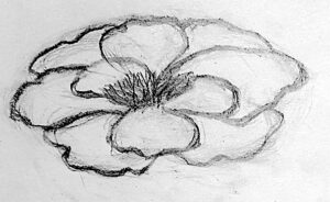 初心者が絵を描く時に大事な形の取り方で、「楕円形などの幾何形態」や「つぶれたハート型」で花の形を構成する下描き例。透明水彩の花(サザンカ)を描く前段階の構造スケッチ。第三段階は具体的なアウトラインを決定していく。余計な線は消しゴムで消す。