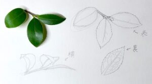 初心者が葉の描き方を理解するために描かれたサザンカの葉の鉛筆スケッチ。鋸歯と葉脈の入り方を示した線画。表、裏、側面から観察して描いている。紙はアルビレオを使用。