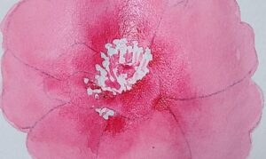 サザンカの花弁をグラデーションの技法で表現した彩色ステップ。水を含ませた花弁に赤い絵の具がにじむ様子を示した図。絵の具は、ホルベインの透明水彩絵の具。