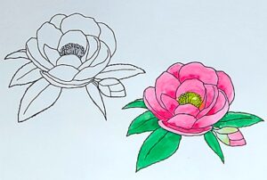 ペンと透明水彩を組み合わせたサザンカの描き方例。左は線画、右が淡彩を重ねた仕上がりを比較したイラスト。ペンは、サクラのPIGMA0.8mmと0.5mmを使用。