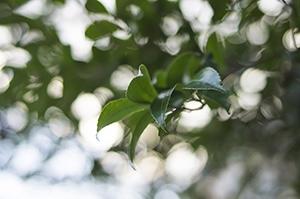 花の描き方の彩色テクニックと仕上げを紹介する項目の挿絵画像