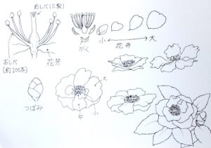 透明水彩で描くサザンカの構造図。花の描き方を初心者が理解するために必要な花弁の位置、雄しべ雌しべの構造を簡略に示した線画。萼片(がくへん)は見えない。