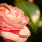 水彩初心者のために、冬の花サザンカを描く解説をしているサイトのアイキャッチ画像