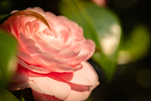 水彩初心者のために、冬の花サザンカを描く解説をしているサイトのアイキャッチ画像