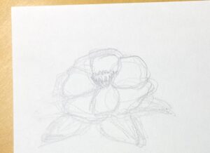 水彩初心者のために解説している描き方の第一段階で、鉛筆で下描きをした画像