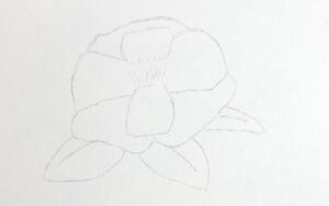 下描きが転写されたサザンカの画像。