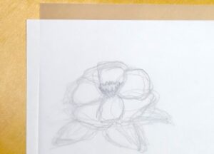 下描き用画用紙に書いたサザンカをトレーシングペーパーに清書した画像。鉛筆はHBを使用。