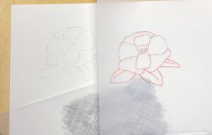 サザンカの下描きが、うまく水彩紙に転写された様子の画像。