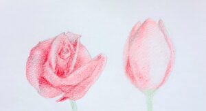 左にバラ（渦構造）、右にチューリップ（包み構造）を描いたイラスト。チューリップをたまご型（面）で単純化し、花びらの境目を「面の切り替わり」で表現、影側・光側をうっすら明度差で色分けしている。