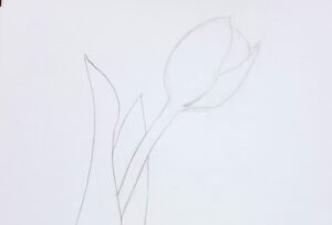 必要な線だけを残し、不要な輪郭線を消したチューリップの下描き例。線が途切れ、軽やかに構成されている。