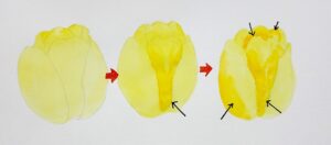 同じ花で面の切り替わりに同系色を重ねた例