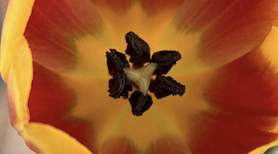 曼荼羅のようにシンメトリーの表情を見せる真上からのぞいたチューリップの写真