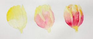3色で描かれたチューリップの透明水彩作品。明るい色の下地から順番に色を重ねて描いた透明水彩の工程図。