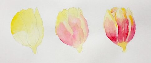 工程が見えるチューリップ