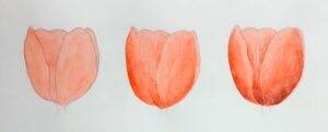 ２色で描かれたチューリップの透明水彩作品。明るい色の下地から順番に色を重ねて描いた透明水彩の工程図。