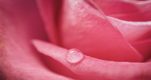 水滴がついた赤いバラの花びらを部分拡大した画像。形の基本を考えるセクションの導入画像。