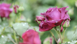 水彩で描くバラの構造、横から見て「高芯(こうしん)咲き」の特徴がよくわかるバラの花の画像