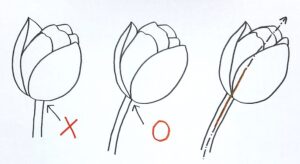 チューリップの下描きで、花と茎の関係を意識した例と、意識していない例の比較図