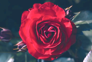 水彩で描くバラの構造、中心から花びらが重なり合い渦巻いているのがわかる赤いバラの花の画像