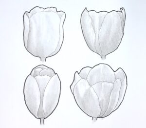 上２つは、正面（真横）から見たチューリップのデッサン。左右がほぼ対称で、花びらの重なりが少なく見える構造を示している。下２つは、斜め上から見たチューリップのデッサン。花びらの前後関係と面の重なりが分かりやすくなる。