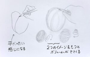 チューリップを卵型の立体として捉え、花びらを描き込む前に全体の傾きやボリュームの捉え方を示した下描き例。細部の線は省略されている。（図2-1）