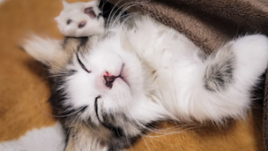 バラの描き方　わからない　悩んで寝転がる猫