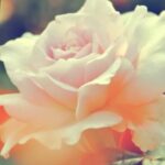 水彩で描くバラを紹介するためのバラの写真素材