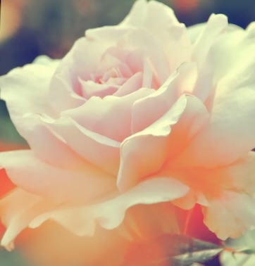 水彩で描くバラを紹介するためのバラの写真素材