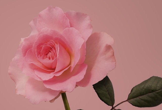 実物を用意できない初心者が下描き用にモチーフとして参考にするバラの画像