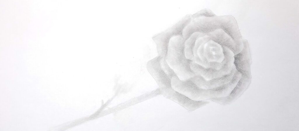 水彩 バラ 下描き 基本手順解説 章頭スケッチ 鉛筆 ぼかし