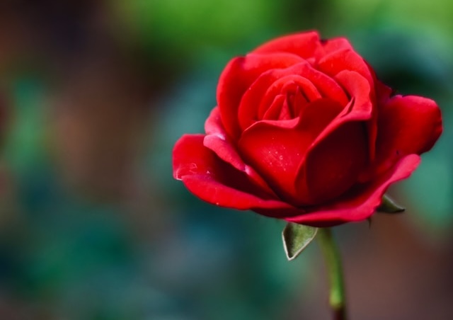 バラ 下描き 参考写真 撮影者Usha Kiran