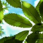 明るい日差しを受けて濃淡が見える広葉樹の葉の写真