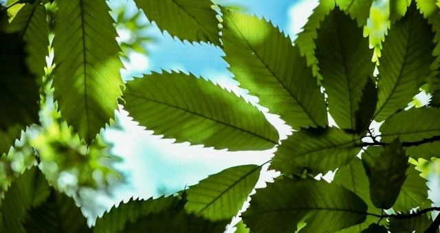 明るい日差しを受けて濃淡が見える広葉樹の葉の写真