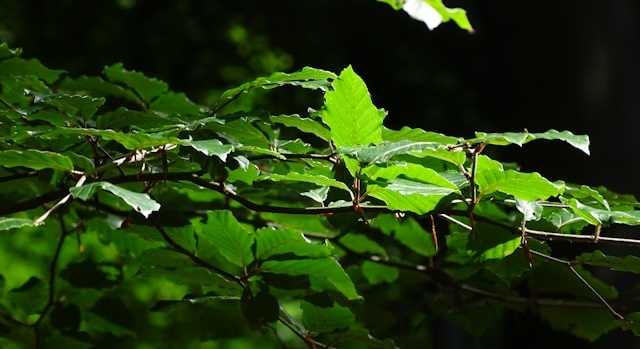 明るい部分と暗い部分が同時に見える広葉樹の葉の写真