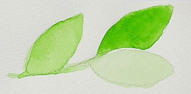 同じ緑色でも明るさだけが異なる葉の水彩スウォッチ　3枚を比較