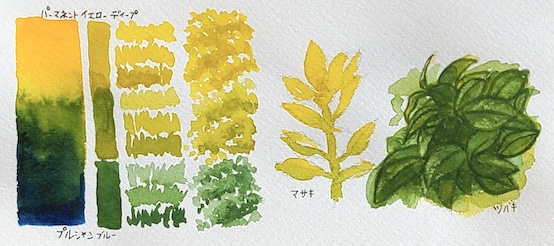 プルシャンブルーとパーマネントイエローディープの混色で描いた、厚みとツヤのあるツバキと黄色味が強い葉のマサキの透明水彩スケッチ　隣は混色スウォッチ
