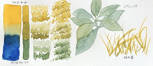 コバルトブルーヒューとイエローオーカーの混色で描いた、シャリンバイと道端の枯れ草の透明水彩スケッチと混色スウォッチ