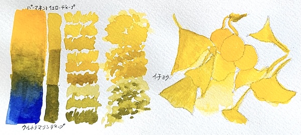 ウルトラマリンディープとパーマネントイエローディープの混色で描いた、紅葉し始めたイチョウの透明水彩スケッチと混色スウォッチ