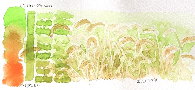 バーミリオン ヒューとパーマネントグリーン No.1の補色混色で、枯れ始めた質感を描いたエノコログサの透明水彩スケッチと混色スウォッチ 