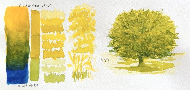 コバルトブルーヒューとパーマネントイエローディープの混色で描いた草原に立つケヤキの透明水彩スケッチと混色スウォッチ