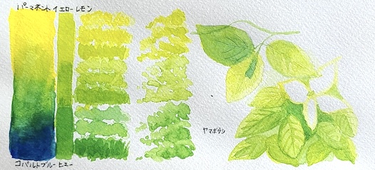 コバルトブルーヒューとパーマネントイエローレモンの混色で描いた、日差しに透けるヤマボウシ若葉の透明水彩スケッチと混色スウォッチ