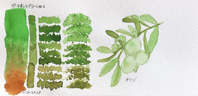バーントシェンナとパーマネントグリーンNo.2の混色で描いたオリーブの透明水彩スケッチと混色スウォッチ 