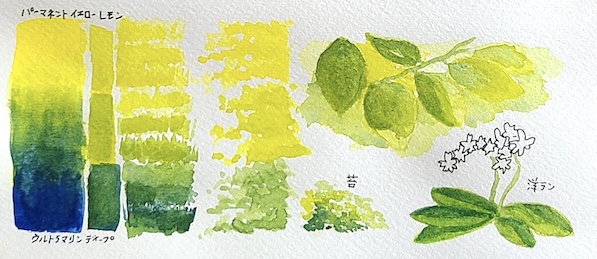 ウルトラマリン ディープとパーマネントイエローレモンの混色で描いた夏の陽射しの影葉、苔、洋ランの葉の透明水彩スケッチと混色スウォッチ　粒状化のざらつきが特徴