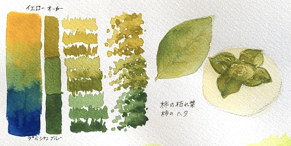 プルシャンブルーとイエローオーカーの混色で描いた、色が落ち始めた秋口の柿の葉の透明水彩スケッチと混色スウォッチ