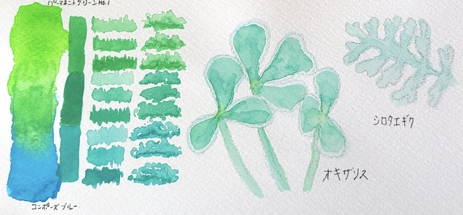 コンポーズ ブルーとパーマネントグリーン No.1を混色し、粉を吹いたようなシルバーリーフの質感を表現したオキザリス（ケンアスレット）の透明水彩スケッチと混色スウォッチ