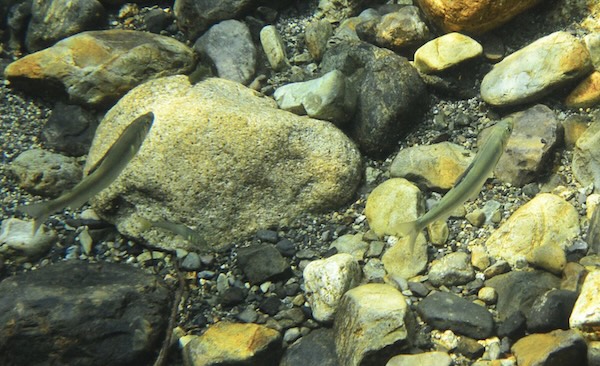 透明水彩 川底 石 色 バリエーション
透き通る水のリアルさは「底の情報量」で決まります。