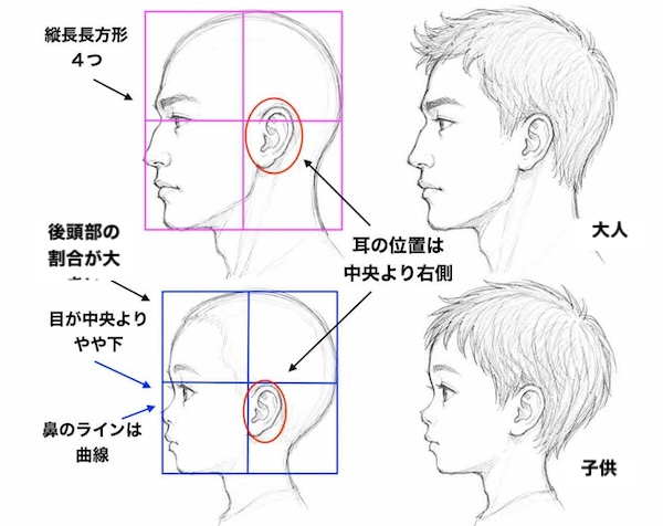 人物画における大人と子供の横顔の頭部比率比較図